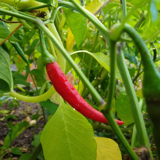 Hot Pepper, Ring of Fire