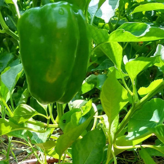 Sweet Pepper, King of the North