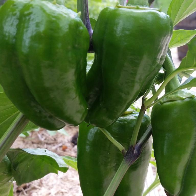 Sweet Pepper, King of the North