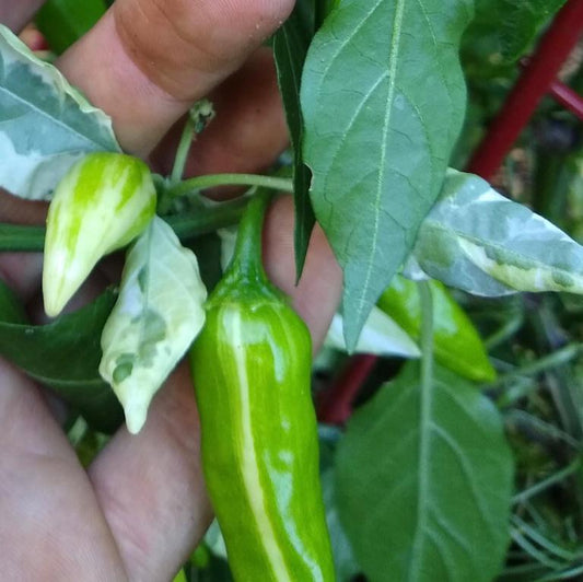 Hot Pepper, Pippin's Fish