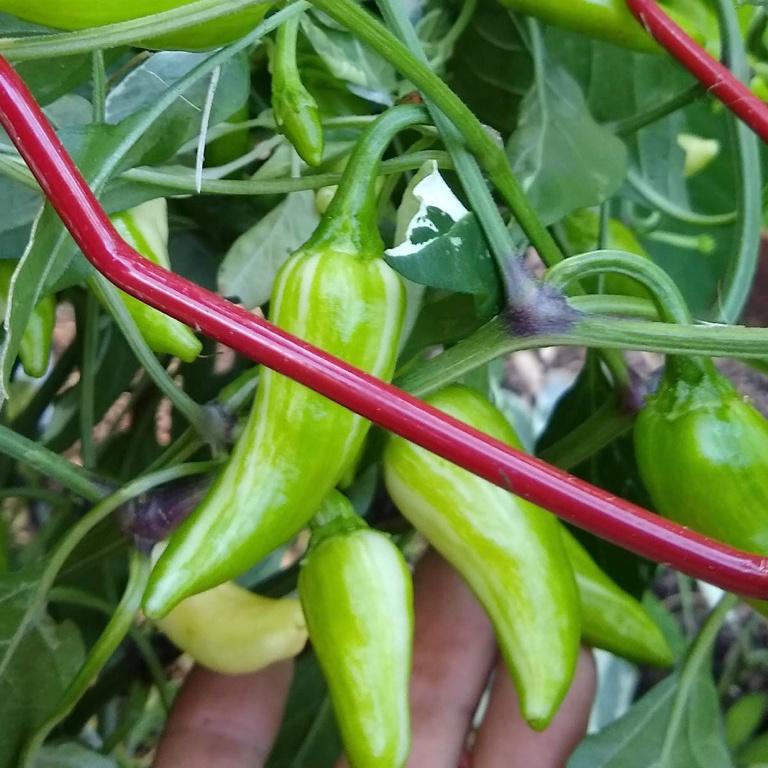 Hot Pepper, Pippin's Fish