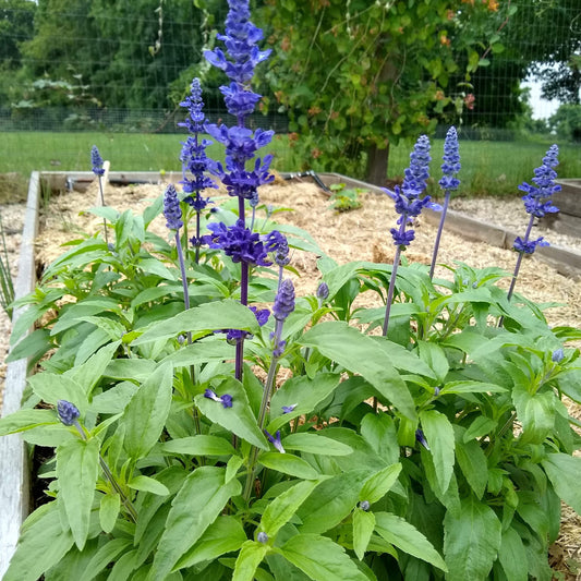 Salvia, Victoria Blue