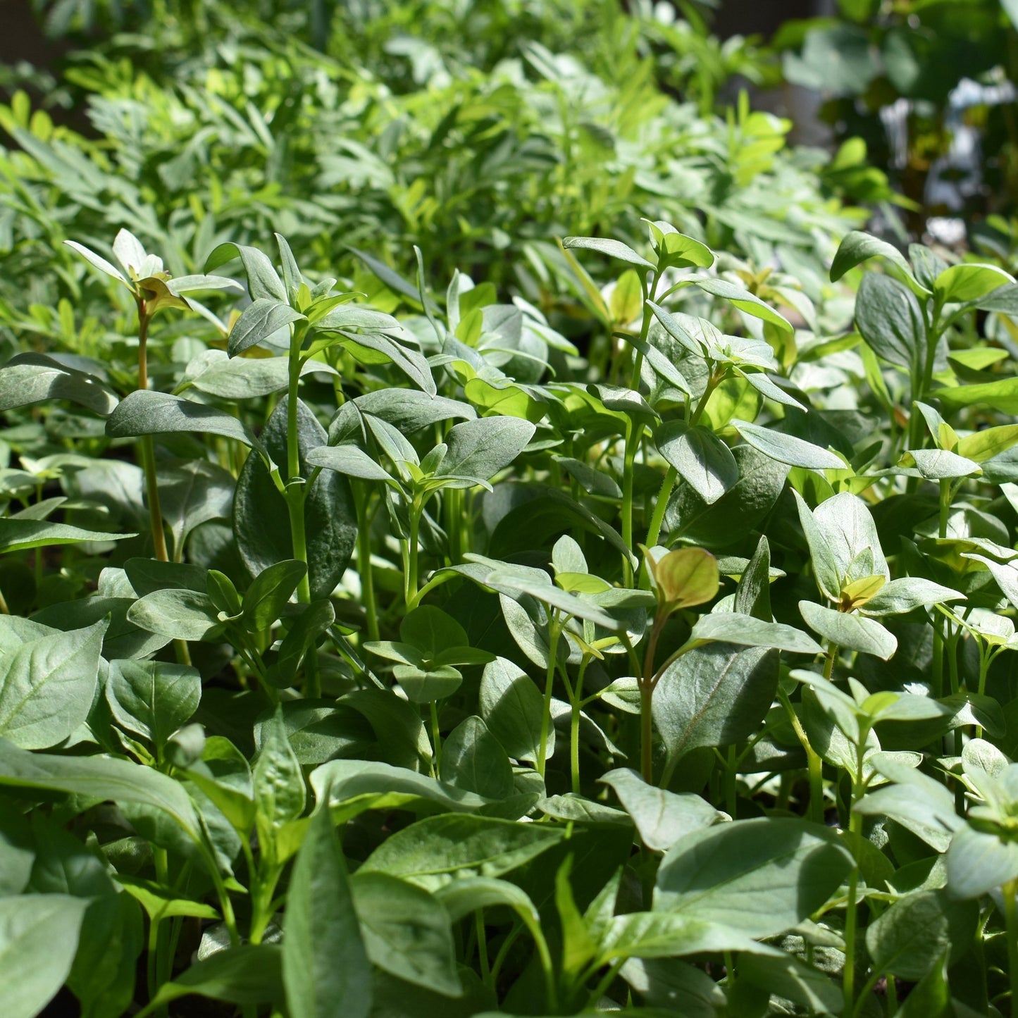 Snapdragon, Potomac Mix