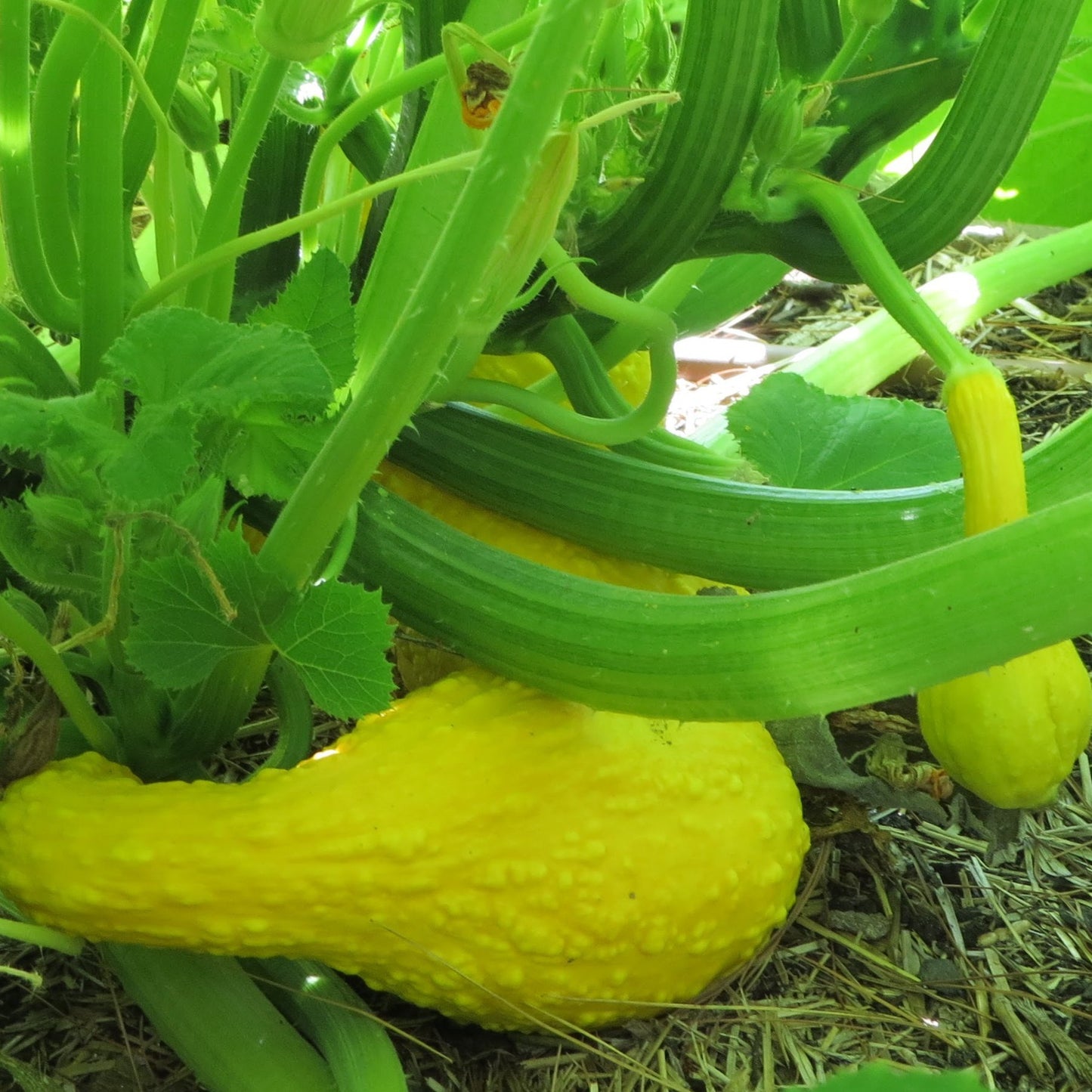 Summer Squash, Yellow Crookneck