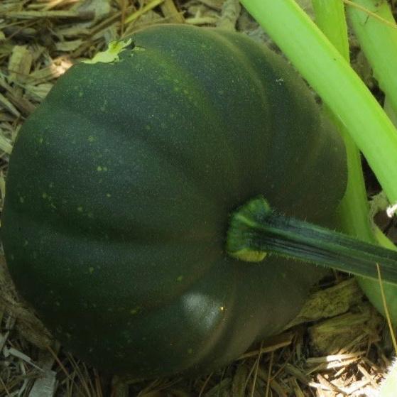Winter Squash, Honey Bear