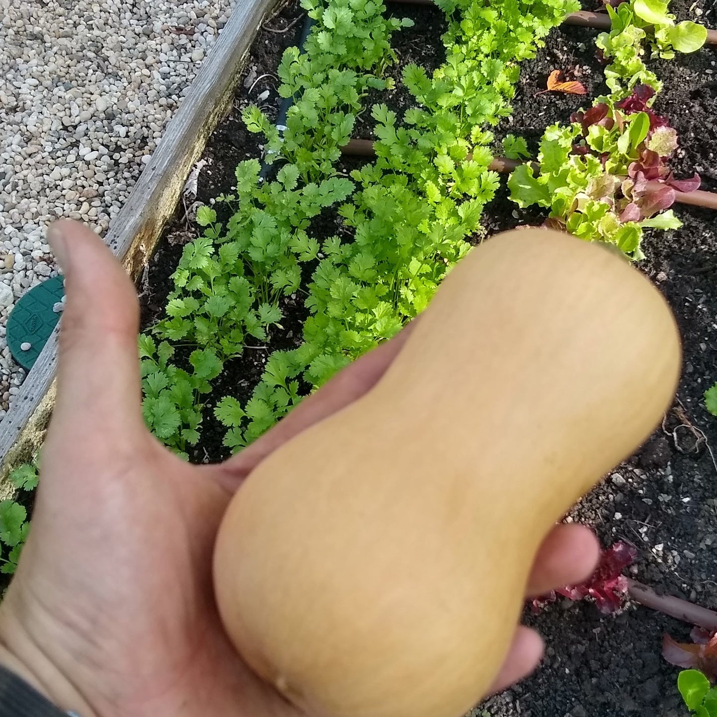 Winter Squash, Butterscotch