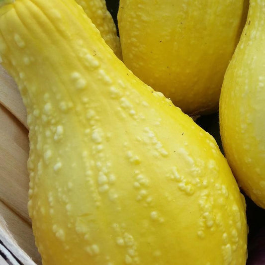 Summer Squash, Yellow Crookneck