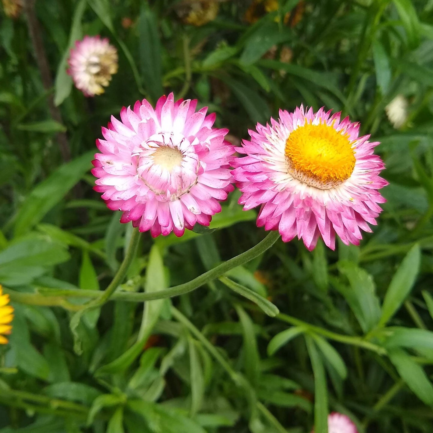 Strawflower, Tall Double Mix