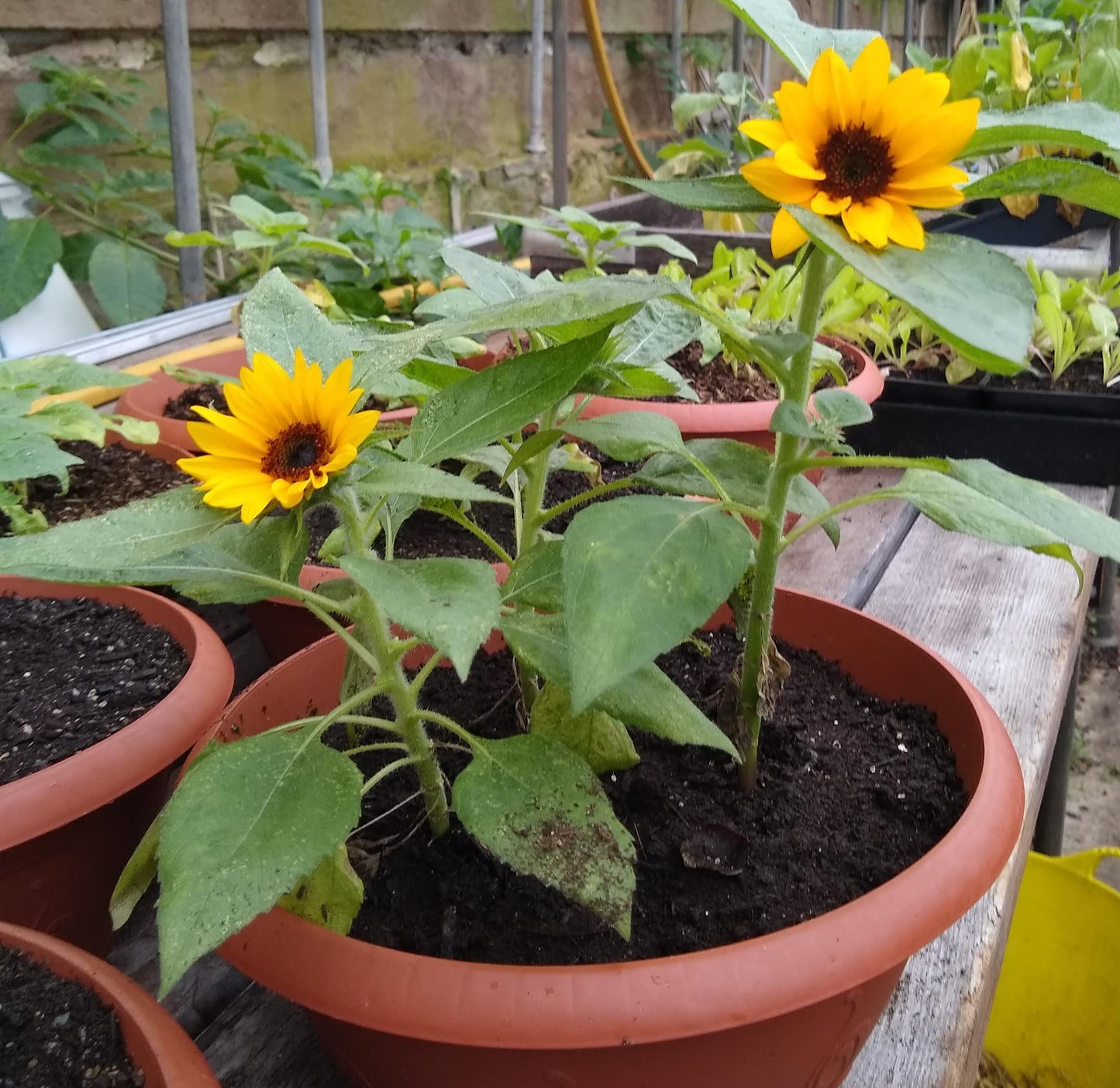 Sunflower, Sunny Smile