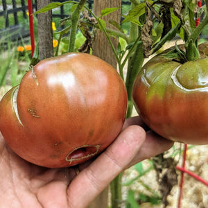 Tomato, Cherokee Purple