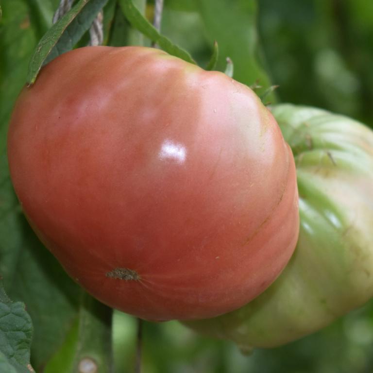 Tomato, Brandywine