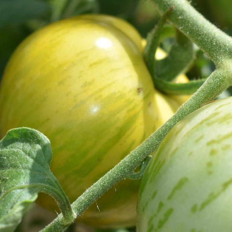 Tomato, Green Zebra