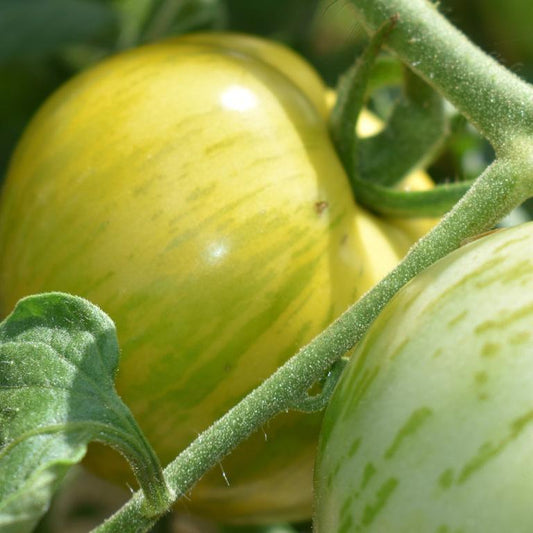 Tomato, Green Zebra