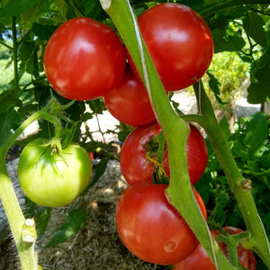 Tomato, Martha Washington