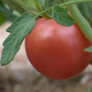 Tomato, Momotaro