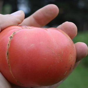 Tomato, Mortgage Lifter