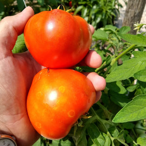 Tomato, New Yorker