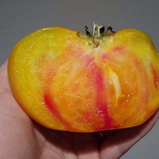 Tomato, Striped German