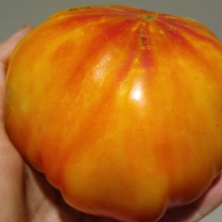 Tomato, Striped German