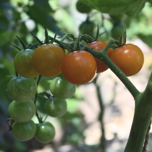 Tomato, Sungold