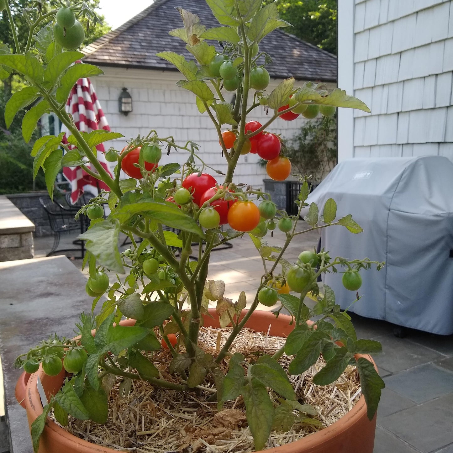 Tomato, Tiny Tim