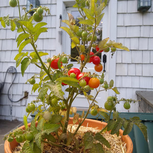 Tomato, Tiny Tim