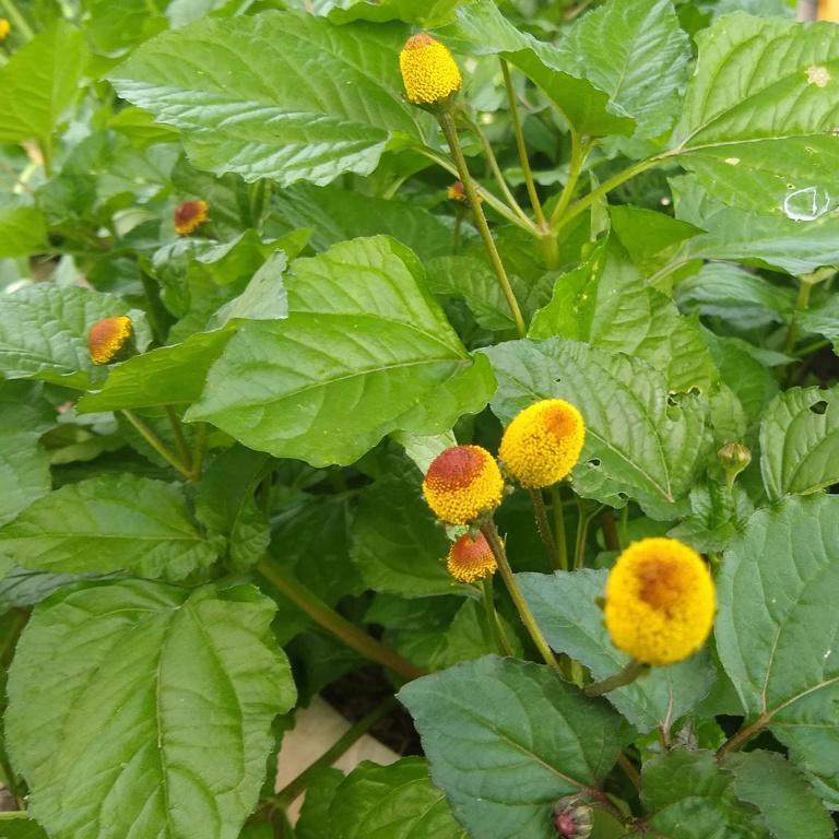 Toothache Plant, Lemon Drops