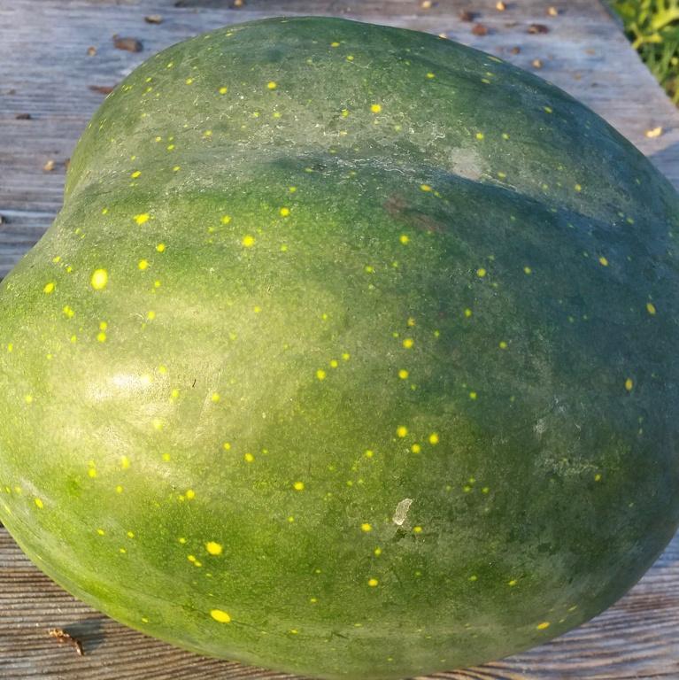 Watermelon, Moon and Stars Red