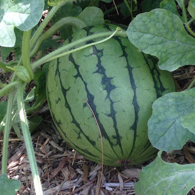 Watermelon, Sugar Baby