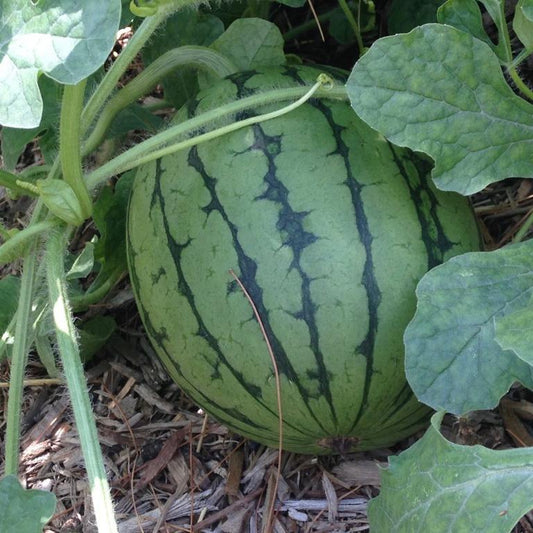 Watermelon, Sugar Baby