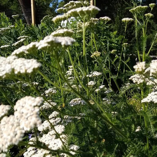 Yarrow, White