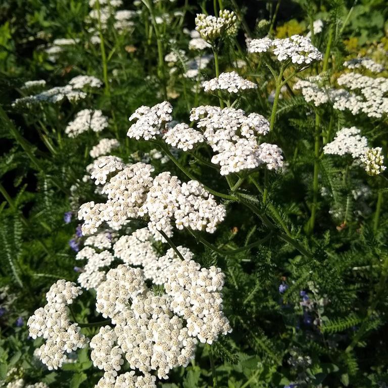 Yarrow, White