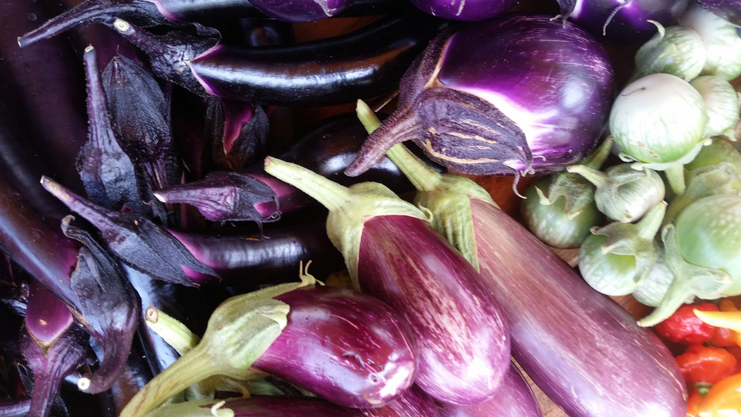 Preorders Open on Jan. 1st!