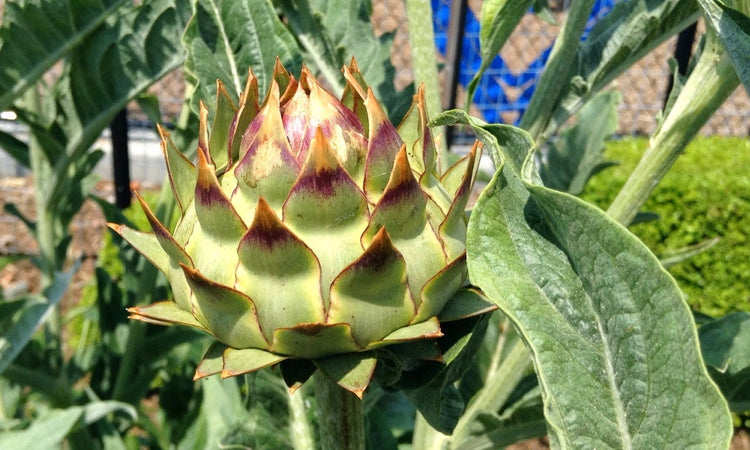 Artichoke