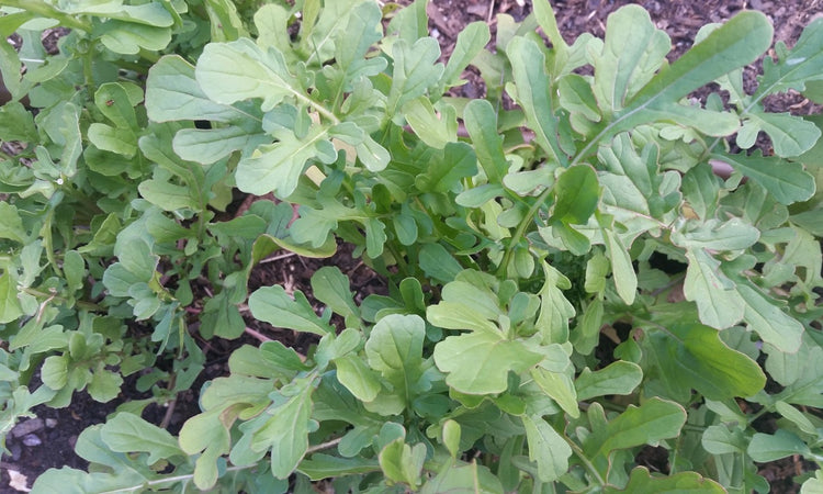 Arugula
