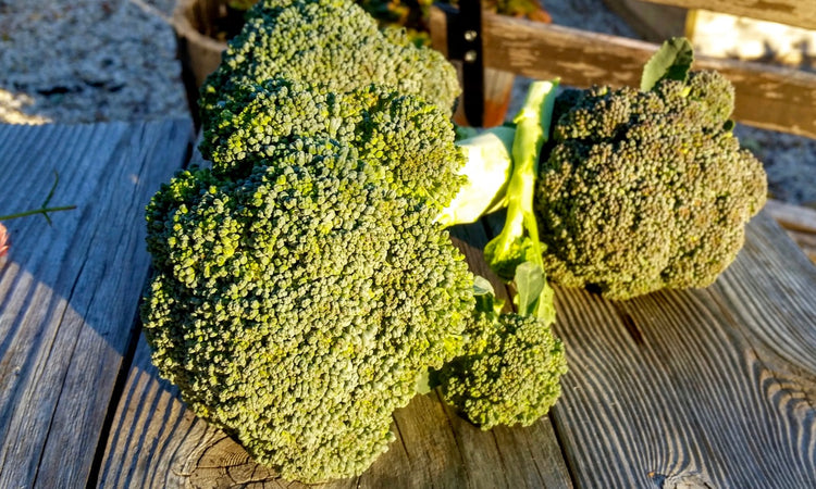 Broccoli