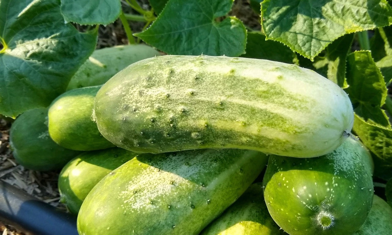 Cucumber