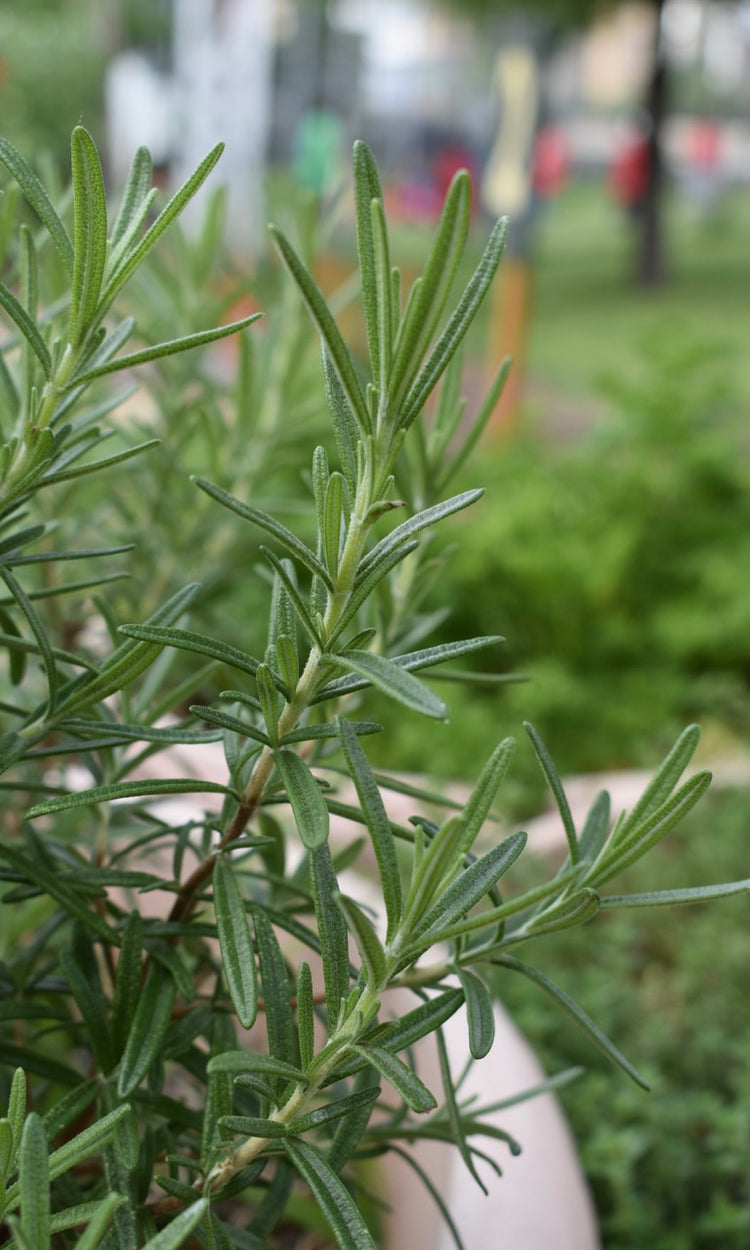 a bundle of thyme in a pot