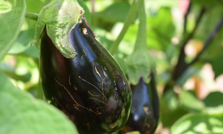 Eggplant