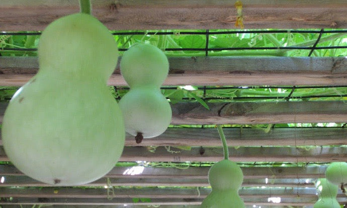 Gourds