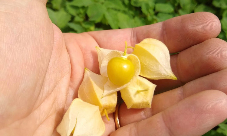 Ground Cherry