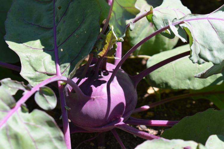 Kohlrabi