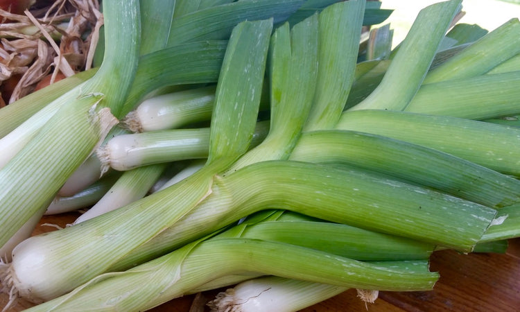Leek