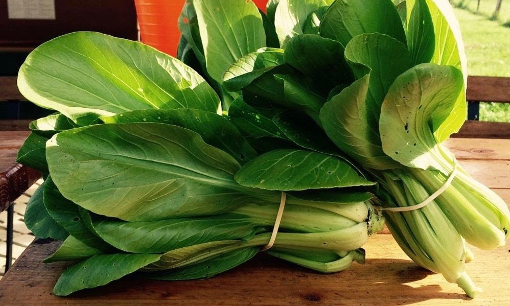 Bok Choy