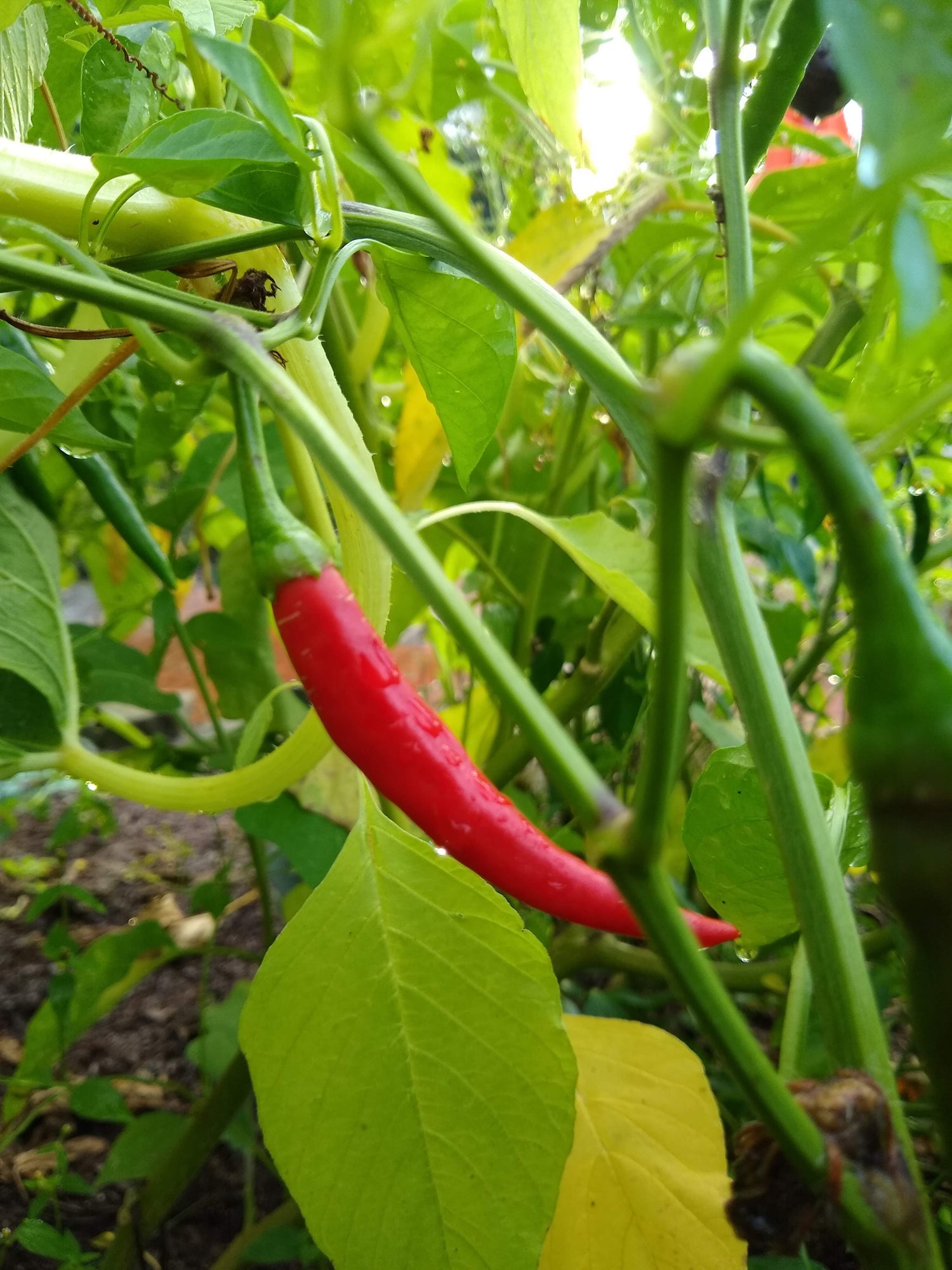 Hot Pepper