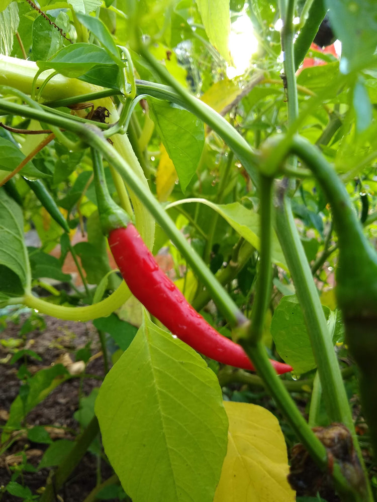 Hot Pepper