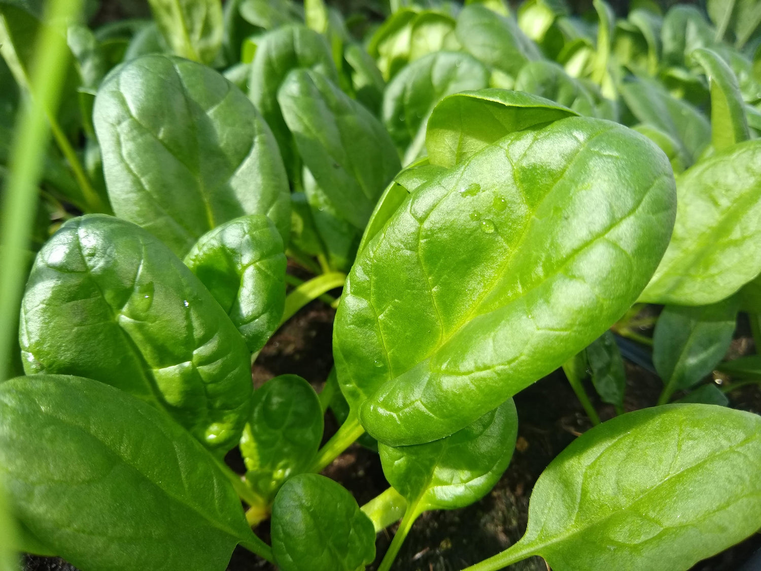 Spinach