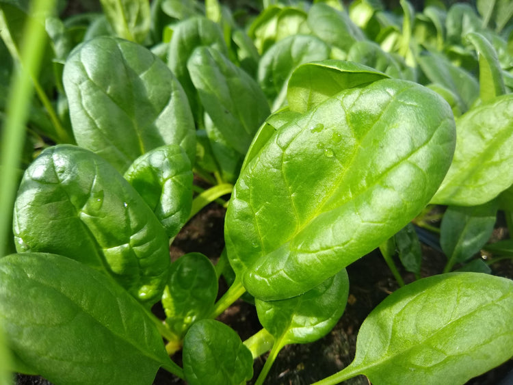 Spinach