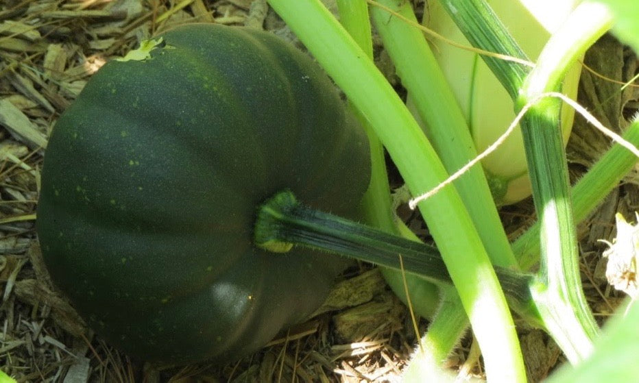 Winter Squash