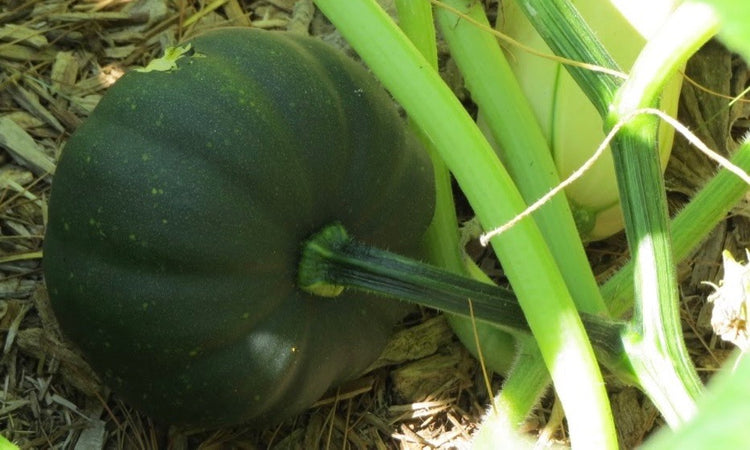 Winter Squash